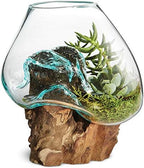 OMA Molten Glass on Driftwood – Hand Blown Vase, Terrarium, or Planter for Coastal & Boho Home Décor Centerpieces (6" - 7" High)