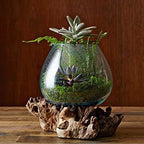 Hand Blown Molten Glass & Teak Wood Terrarium/Vase/Fish Bowl - Premium Quality (7" - 9" High)