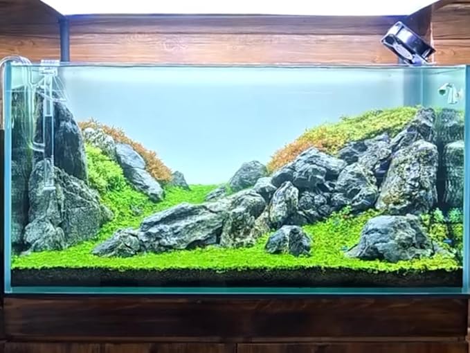 Aquarium Rocks Seiryu Stones Natural Hardscape Stone for Aquariums, Fish Tanks, Bonsai, Terrariums, Wargaming Dioramas, Indoor or Outdoor Gardens-5Lb(2-6 Inch)