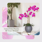 Faux Pink Orchid Plant, Premium Artificial Indoor Flower Display Stands 25-Inches with Beautiful Sculptural Blooms and Foliage That Lasts Forever, Grey Planter Pot Included