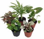 Hirt's Terrarium Kit with 5 Terrarium Plants and 5 Ferns