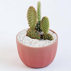 2.5 lbs White Aquarium Gravel, 1/5 Inch White Rocks for Plants, Small Pebbles for Vases, Succulents, Bamboo, Natural Decorative Pebbles for Plants Drainage, Cactus, Crafts