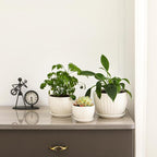 Ceramic Plant Pots with Drainage Holes and Saucers, Round White Flower Pots for Indoor Plant, Diameter 3.3/4.3/5.5 Inches Small Flower Planters Set of 3