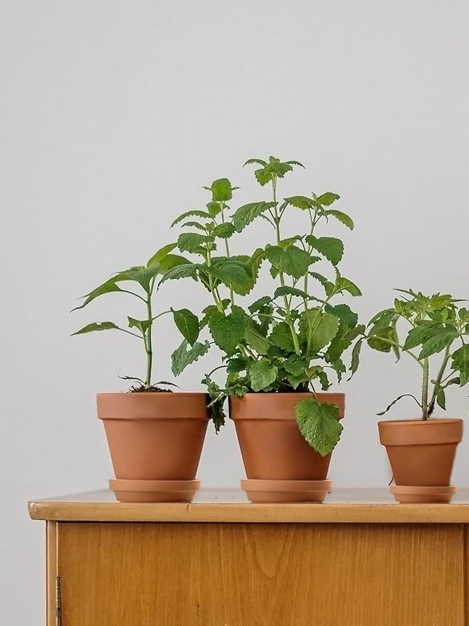 INGOFIN Terracotta Pots Set with Saucer - 5/6/7 inch Ceramic Clay Planters with Drainage Hole, Garden Flower Succulent Pots with Tray for Indoor Outdoor Plants, Set of 3