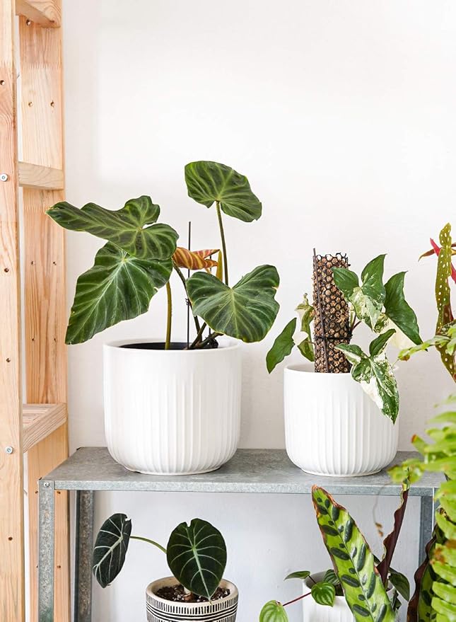 LE TAUCI Fluted Ceramic Planters Set of 3 – 8.3/7 / 5.7 in White Cylinder Indoor Plant Pots with Drainage Plug & Mesh, Matte Glazed Stoneware Flower Pots for Succulent Herb Cactus