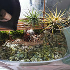 10LB Succulent and Cactus Pebbles, 1/5 Inch Jade Natural Decorative Polished Stones, River Rocks for Plants, Vases and Outdoor Gardening,Green