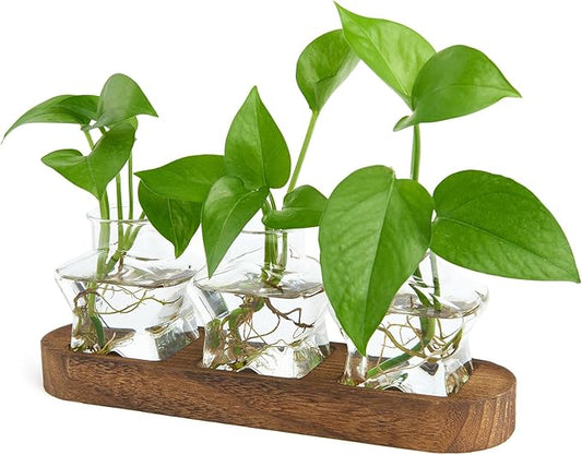 XXXFLOWER Plant Propagation Station with Wooden Stand，Air Plant Terrarium Starter Kits Star Vases for Flowers Plant Cutting Rooting Pots Indoor Hydroponic Glass Planter for Plant Lovers,3 Jars
