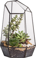 NCYP Geometric Glass Terrarium Planter for Succulent, Small Cacti, Black Irregular Opened Container Pot, Indoor Home Garden Office Tabletop Decor, 6.5" x 5.7" x 9.8" (No Plants, No Door)