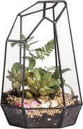 NCYP Small Glass Geometric Terrarium - 4.9 x 3.9 x 7.4 Inches Irregular Clear Planter Pot for Succulents, Cactus, Indoor Garden Tabletop Decoration, Centerpiece (No Plants, No Door)