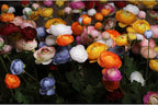 Artificial Silk Flowers Persian Buttercup Heavy Color Ranunculus Flower 5 Pcs,Suitable for core Decoration,Wedding Floral Creation,Flower Arrangement DIY Project,Interior Decor（Yellow）