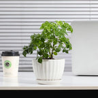 Ceramic Plant Pots with Drainage Holes and Saucers, Round White Flower Pots for Indoor Plant, Diameter 3.3/4.3/5.5 Inches Small Flower Planters Set of 3