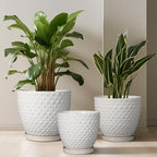 G EPGardening 6 Inch Ceramic Plant Pot with Drainage Hole and Saucer Round Planter Decorative Flower Plant Pot for Indoor Plants Outdoor White