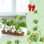 XXXFLOWER Plant Propagation Station with Wooden Stand，Air Plant Terrarium Starter Kits Star Vases for Flowers Plant Cutting Rooting Pots Indoor Hydroponic Glass Planter for Plant Lovers,3 Jars