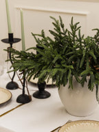 MISSPIN 12 Pcs 19.5 Inches Christmas Norfolk Pine Branches, Norfolk Pine Artificial Christmas Branches DIY Crafts Faux Pine Branches for Xmas Indoor Outdoor Home Decor