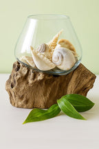OMA Molten Glass on Driftwood – Hand Blown Vase, Terrarium, or Planter for Coastal & Boho Home Décor Centerpieces (6" - 7" High)