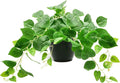 Tiita 1 Pack Fake Plants Artificial Scindapsus Aureus in Pots, Realistic Fake Greenery Potted Plants for Home Office Desk Window Sill Bathroom Bedroom Outdoor Indoor
