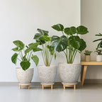 6.9 Inch Plant Pot with Drainage Hole and Saucer Ceramic Planter for Indoor Plant Flower Pot for Orchid Succulents Plants White