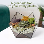 2.5LB Succulent and Cactus Pebbles, 1/5 Inch Jade Pebbles for Indoor Plants, Decorative Gravel for Vases, Bamboo, Succulent, Terrarium, Crafts, Cactus