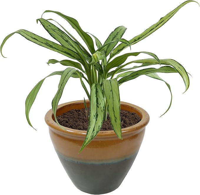 Sunnydaze Chalet Large Ceramic Plant Pot - Round Outdoor Glazed Ceramic Planter Pot with Drainage - Forest Lake Green - 14.5"