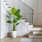 Lifelike Bird of Paradise Silk Artificial Plant Faux Banana Leaf Tree for Home Decor - Perfect Indoor Floor Plant with 9 Trunks (1, White Tall Planter, 5 FT)