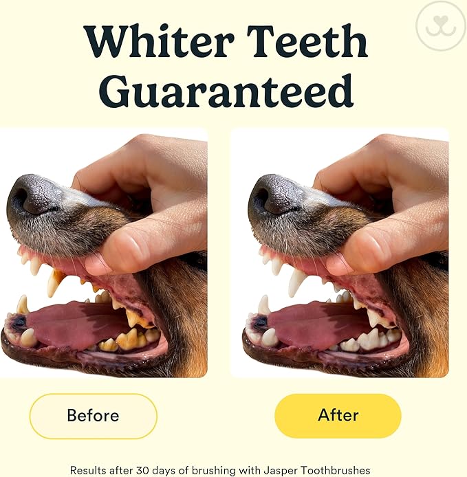 Jasper Dog Toothbrush, 360 Dog Tooth Brushing Kit, Finger Toothbrush, Cat Tooth Brush, Teeth Cleaning, Pet Tooth Brush for Small & Large Pets, Pet Toothpaste Not Included, 4-Pack Clear