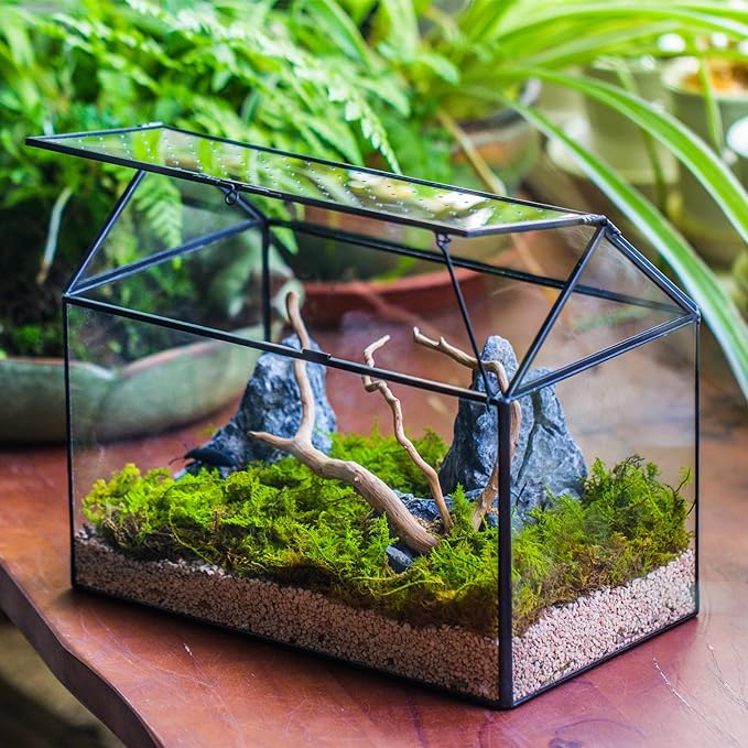 NCYP House Shape Glass Terrarium with Acrylic Lid - 10.2x5.9x8.2 Inches Large Geometric Box for Snails, Ferns, Succulents, Air Plants, Indoor Tabletop Decor, Handmade (Terrarium Only)