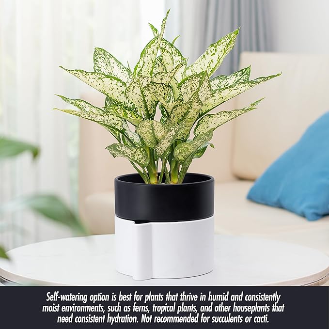 Phoenix Vine 6.5 Inch Self-Watering Planter Pot with Terracotta Insert, Deep Water Reservoir, and Ceramic-Alike BPA-Free Plastic Pot for Plant, Modern Planter for Houseplants, White/Black, 53-B-S-4