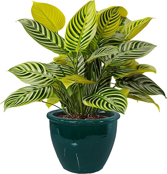 Sunnydaze Chalet Large Ceramic Plant Pot - Round Outdoor Glazed Ceramic Planter Pot with Drainage - Dark Green - 14.5"