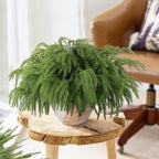 24 Pcs Artificial Norfolk Pine Branches, Faux Norfolk Pine Stems DIY Crafts Faux Christmas Norfolk Pine Branches for Xmas Indoor Outdoor Home Decor (24)