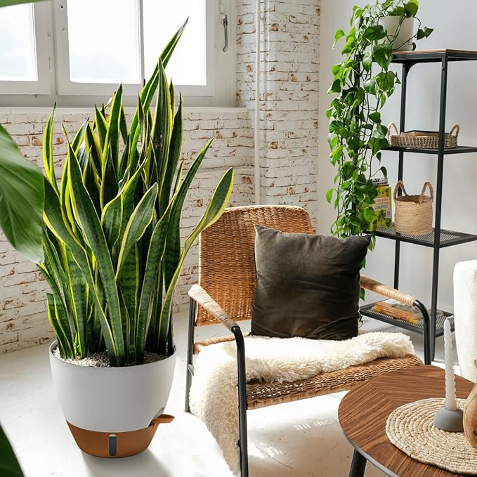 montresor 12/10/8 Inch Self Watering Pots for Indoor Plants Plastic Large Pot for Outdoor Plants, Water Level Window & Spacious Reservoir Flower Pots Decorative Planter with Drainage and Tray (White)