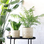 8 Inch + 6 Inch Indoor Plant Pot with Drainage Holes and Saucers, Ceramic Planter for Plants, Succulent Orchid Flower Pots