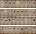 KIMOBER 144PCS Halloween Bottle Labels, Assoeted Vintage Laminated Animal Apothecary Potion Bottles Stickers for Halloween Party Supplies Photo Props