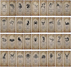 KIMOBER 144PCS Halloween Bottle Labels, Assoeted Vintage Laminated Animal Apothecary Potion Bottles Stickers for Halloween Party Supplies Photo Props