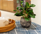 AlphaAcc Artificial Plants Potted Real Looking Small Faux Plant with Rustic Black Cement Planter for Kitchen Office Desk Bookshelf Decor (Ficus Plant)