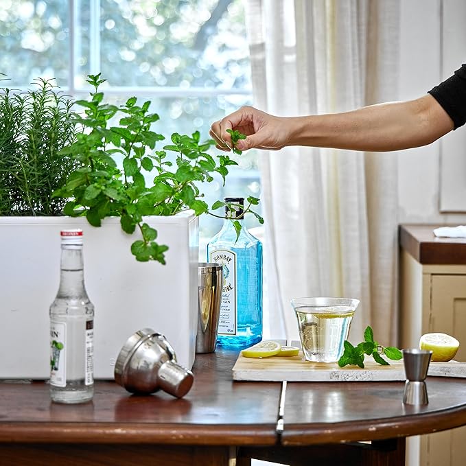 Glowpear Self-Watering Mini Bench Planter - 23.6" in Pot, Free Standing, UV Stable, Scalable, Indoor | Outdoor Pot with Water Gauge, for Home Kitchen Windowsill Gardening