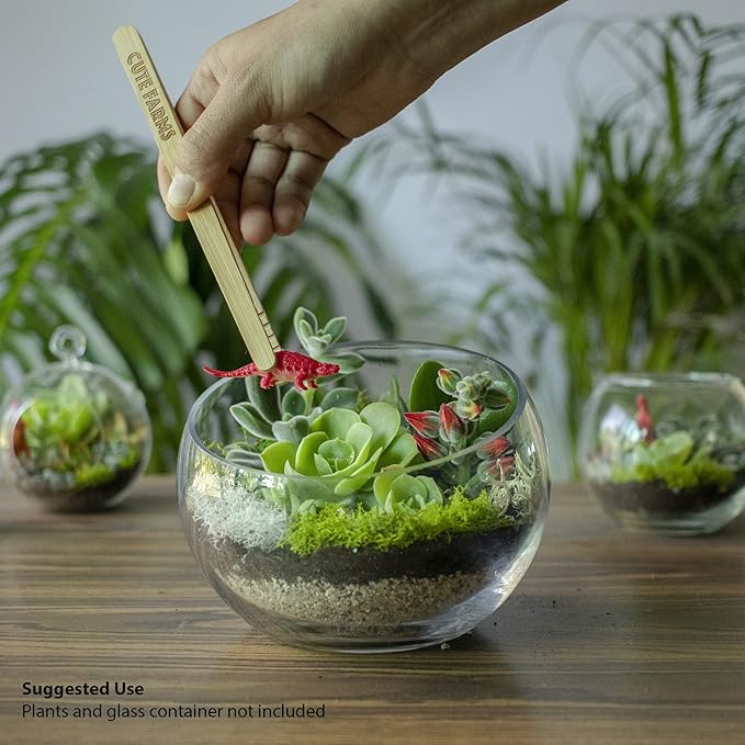 Cute Farms Terrarium Starter Kit | Moss, Vermiculite, Soil, Pebbles, Plant Food, Finishing Tools, Build and Care Guide | DIY Succulent Terrarium for Adults and Kids (Small)
