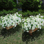 Artificial Flowers for Outdoors Fake Plants Outside Decoration, 12 Bundles Silk White Morning Glory UV Resistant Look Real Faux Flowers for Planter Front Door Porch Patio Yard Gardens Balcony