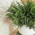 WeGuard 32 Pcs Real Touch Artificial Norfolk Pine Branches, 18 Inches Faux Cedar Pine Stem Fake Christmas Greenery Picks for Vase DIY Garland Wreath Christmas Decor Home Decor